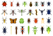 preview 30 insect illustration
